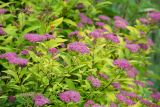 Spiraea japonica. Верхушки побегов с соцветиями ('Gold Flame'). Кировская обл., г. Киров, Ботанический сад Вятского государственного университета, в культуре. 07.07.2018.