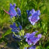 Echium vulgare. Цветки. Чувашия, окр. г. Шумерля, дер. Подборное. 8 июня 2008 г.