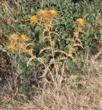 Carlina libanotica