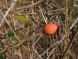 Rosa gallica