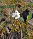 Saxifraga sibirica. Цветок. Алтай, Кош-Агачский р-н, долина р. Аккаллу-Озек, ≈ 2300 м н.у.м., горная тундра. 17.06.2019.