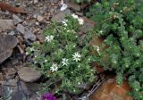 Stellaria dichotoma. Цветущее растение в сообществе с Artemisia. Алтай, Кош-Агачский р-н, окр. с. Кокоря, долина р. Бар-Бургазы, ≈ 1900 м н.у.м., каменистый склон. 14.06.2019.