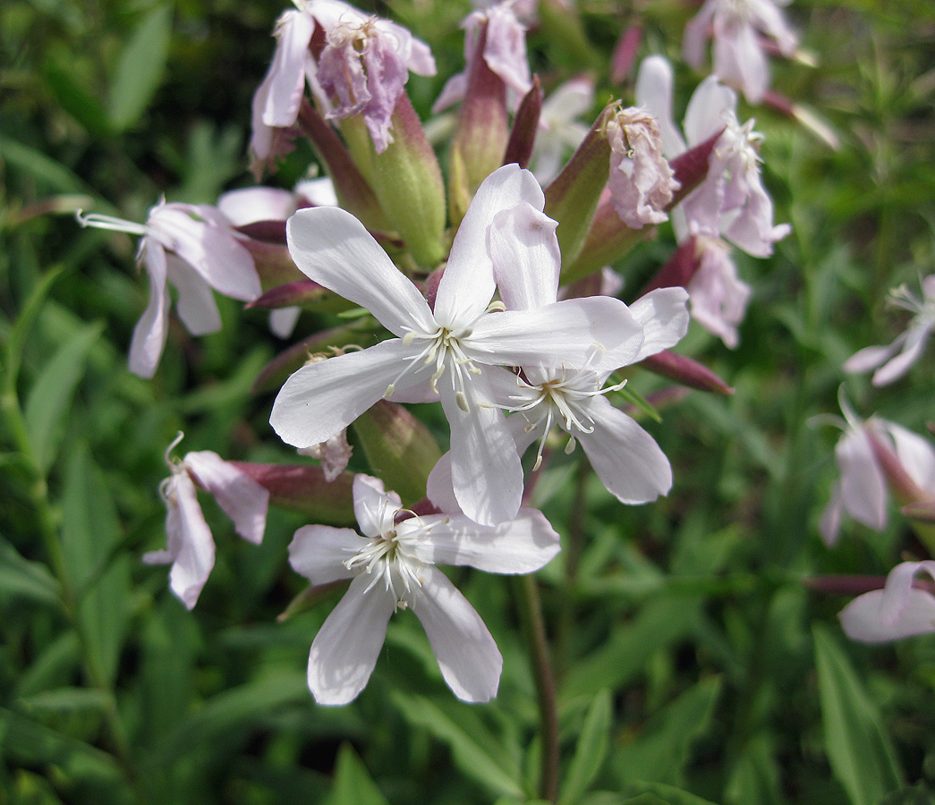 Изображение особи Saponaria officinalis.