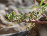 genus Oxalis