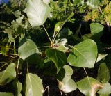 Populus &times; canadensis