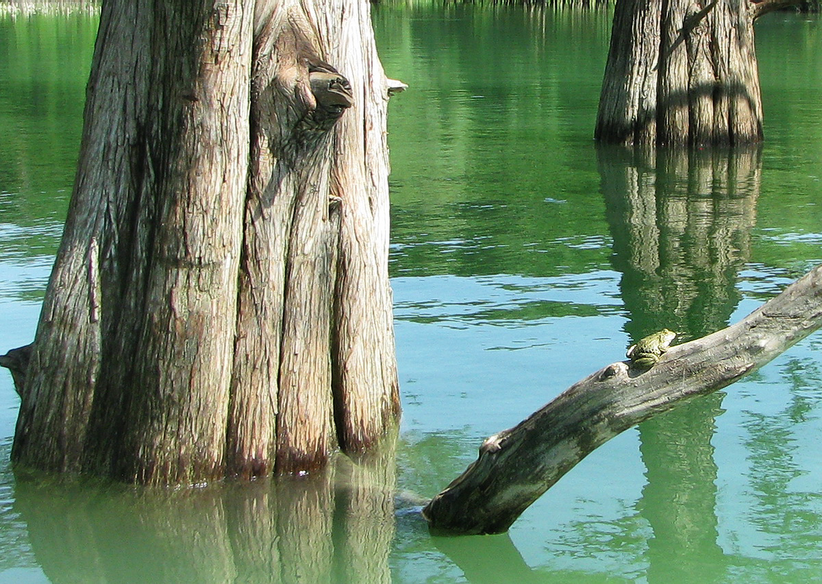 Изображение особи Taxodium distichum.