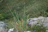 Allium altaicum