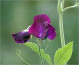 Lathyrus odoratus