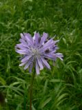 Lactuca sibirica. Общее соцветие. Хабаровский край, Хабаровский р-н, окр. ст. Хехцир. 13.06.2015.