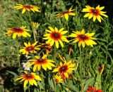 Rudbeckia hirta