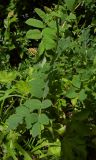 Astragalus glycyphyllos