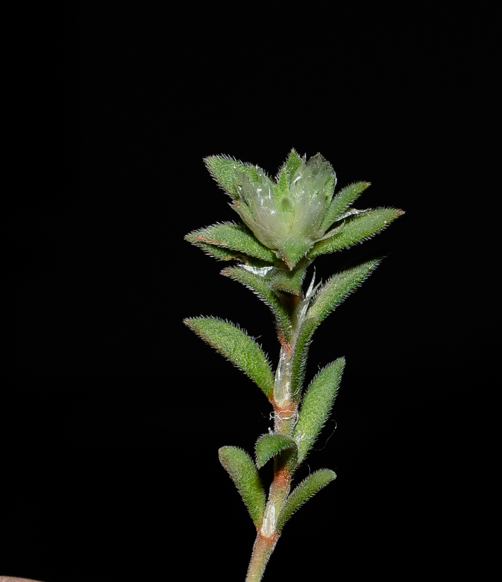 Изображение особи Paronychia arabica.
