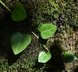 Hedera colchica. Часть побега вегетирующего растения. Республика Адыгея, левый борт долины руч. Сюк, широколиственный лес. 31 июля 2022 г.