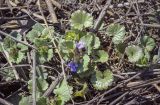 Glechoma hederacea