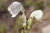 Pedicularis rhinanthoides