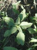 Amaranthus retroflexus