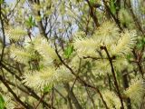 Salix myrsinifolia