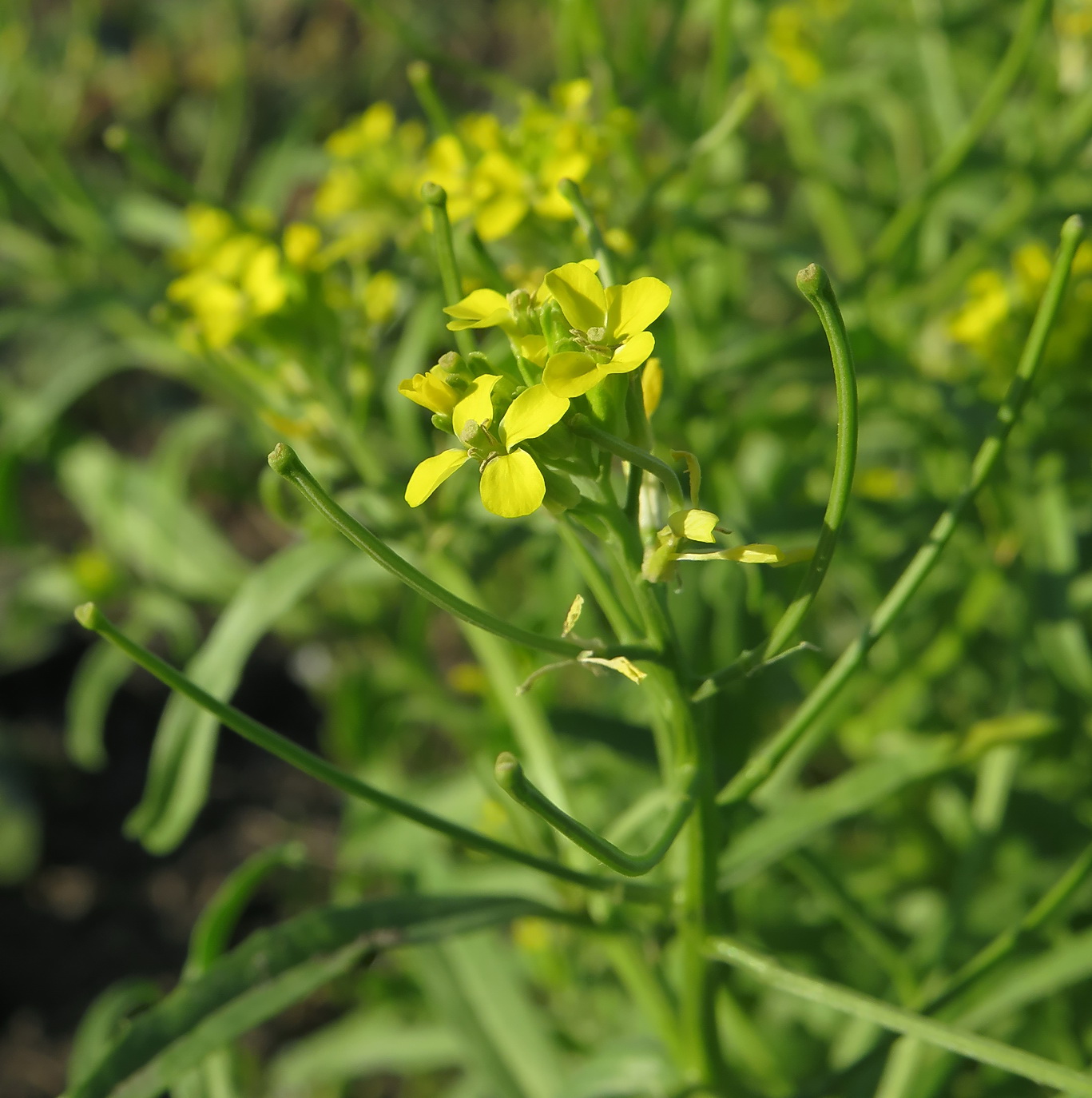 Изображение особи Erysimum repandum.