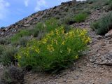 Astragalus propinquus. Цветущее растение в горной петрофитной степи на осыпном склоне боковой долинки. Республика Алтай, Кош-Агачский р-н, массив Талдуаир, долина р. Бар-Бургазы, 2130 м н.у.м. 20.06.2008.