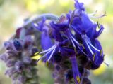 Salvia nutans