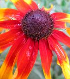 Rudbeckia hirta