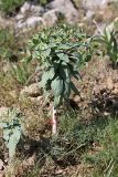 Euphorbia rapulum. Зацветающее растение. Южный Казахстан, горы Каракус; высота 950 м н.у.м. 20.04.2012.