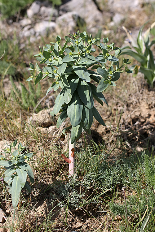 Изображение особи Euphorbia rapulum.