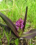 Dactylorhiza incarnata