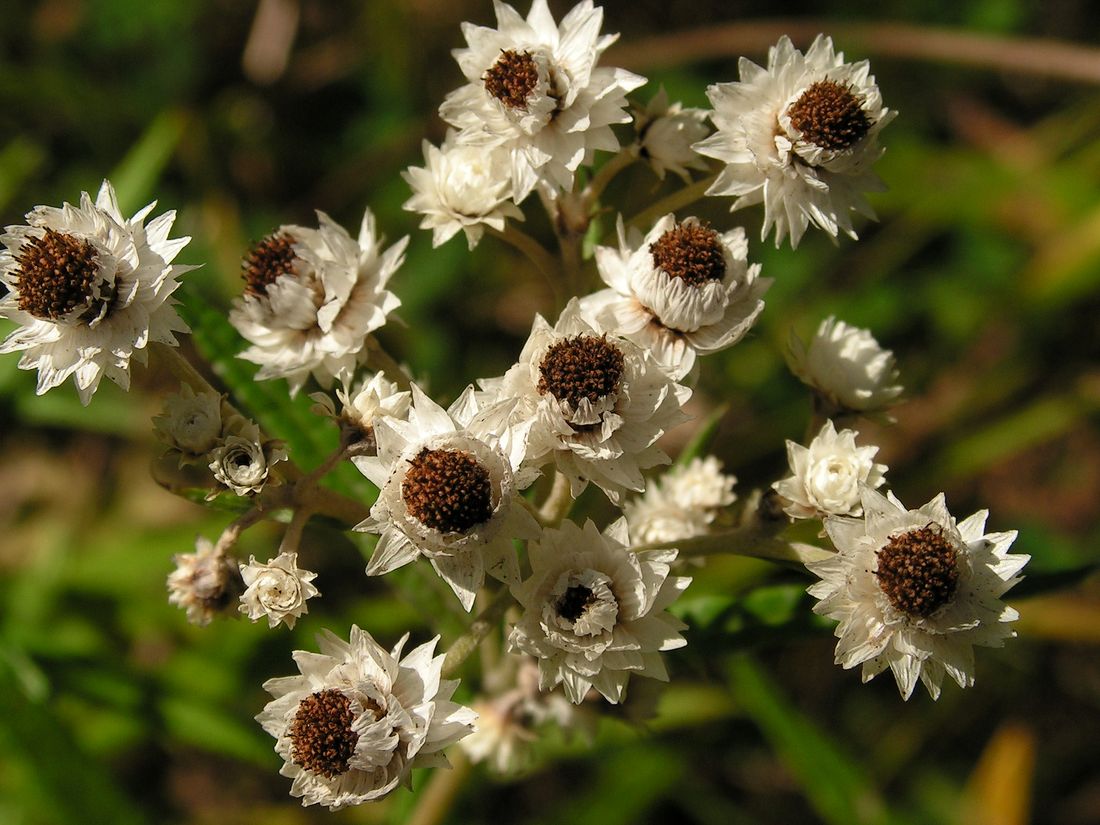 Изображение особи Anaphalis margaritacea.