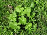 Caltha palustris