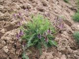 Oxytropis ferganensis. Цветущее растение. Киргизия, Чуйская обл., северный склон Киргизского хребта. 10 мая 2009 г.