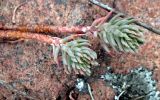 Sedum reflexum