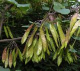 Cercis siliquastrum. Незрелые соплодия. Крым, Симферополь, в городском озеленении. 13.06.2013.