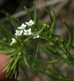 Thesium alpinum. Верхушка цветущего растения. Карачаево-Черкесия, Архыз, долина р. Аманауз, субальпика, 2071 м н.у.м. 15.06.2014.