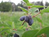 Lonicera caerulea