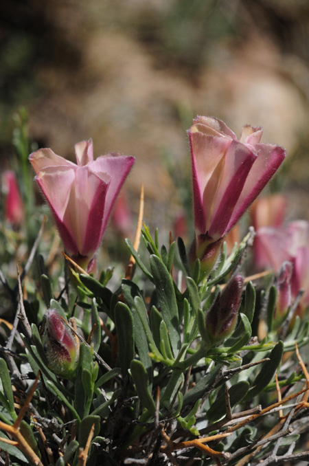 Изображение особи Convolvulus tragacanthoides.