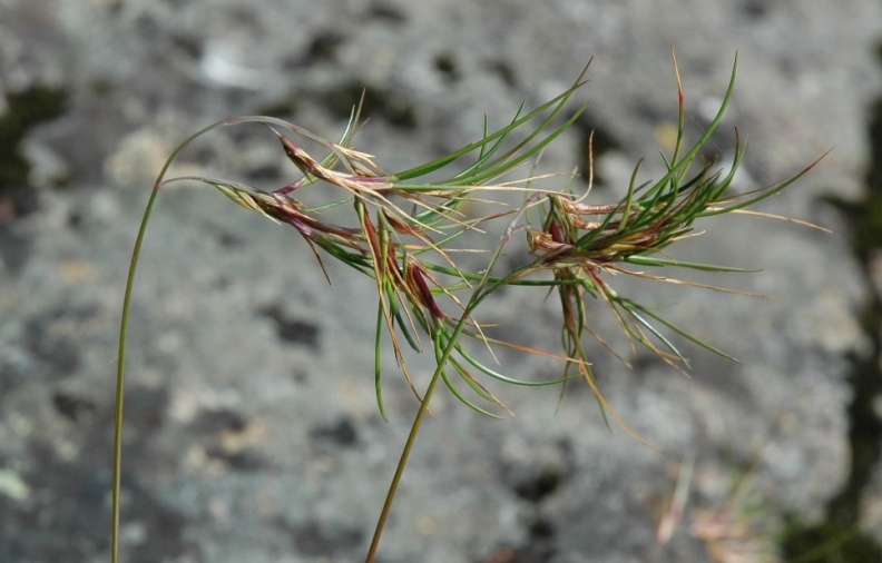 Изображение особи Festuca vivipara.