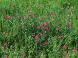 Lathyrus tuberosus