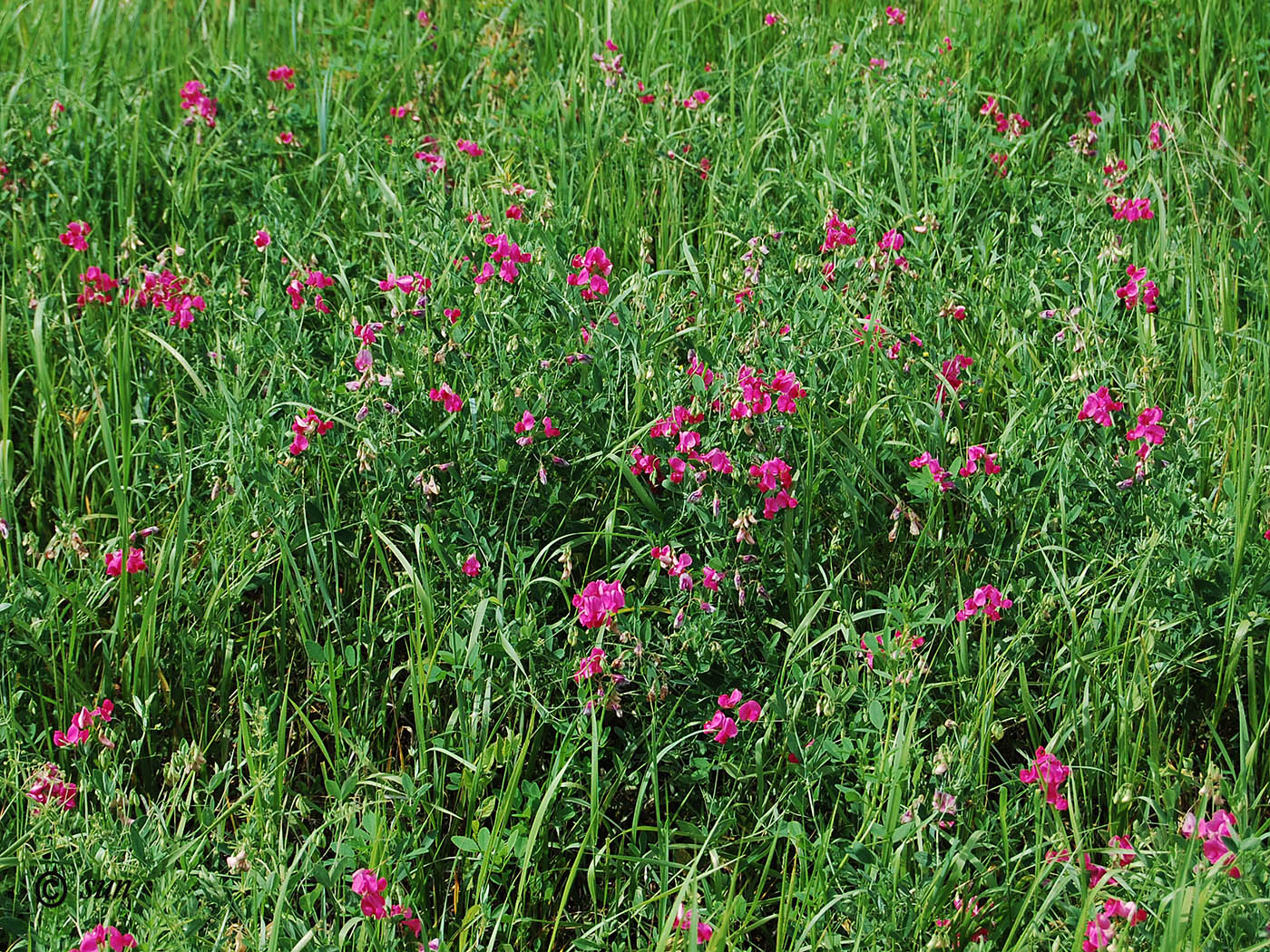 Изображение особи Lathyrus tuberosus.