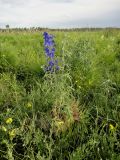 Delphinium cheilanthum