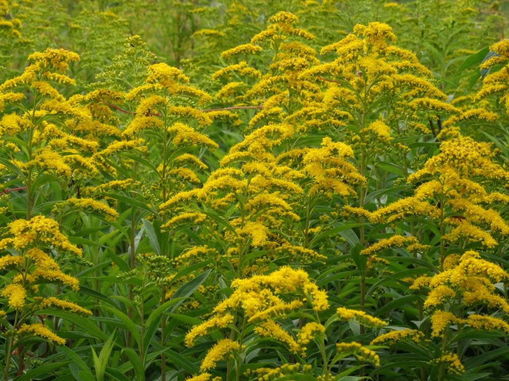 Изображение особи Solidago gigantea.