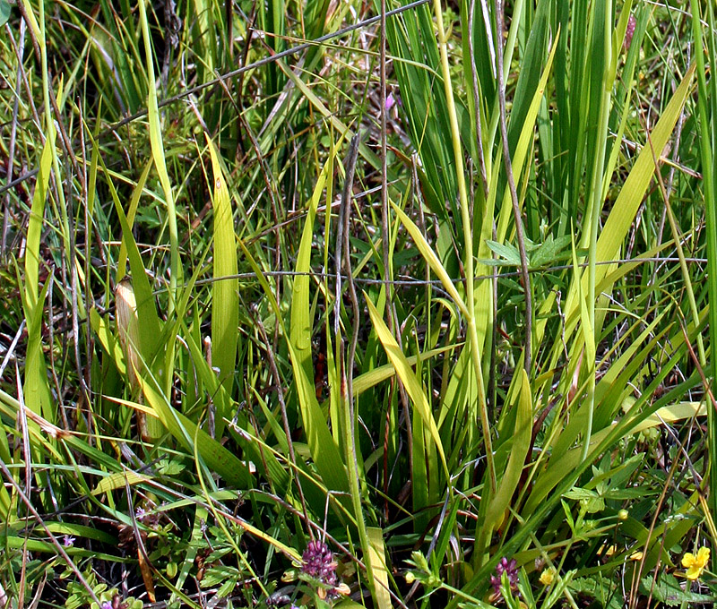 Изображение особи Tofieldia calyculata.