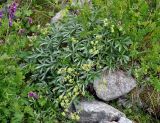 Alchemilla sericea