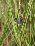 Cytisus oromediterraneus. Часть веточки с раскрывшимся плодом. Испания, Центральная Кордильера, национальный парк Сьерра-де-Гуадаррама, гора Абантос, горный склон. Октябрь.