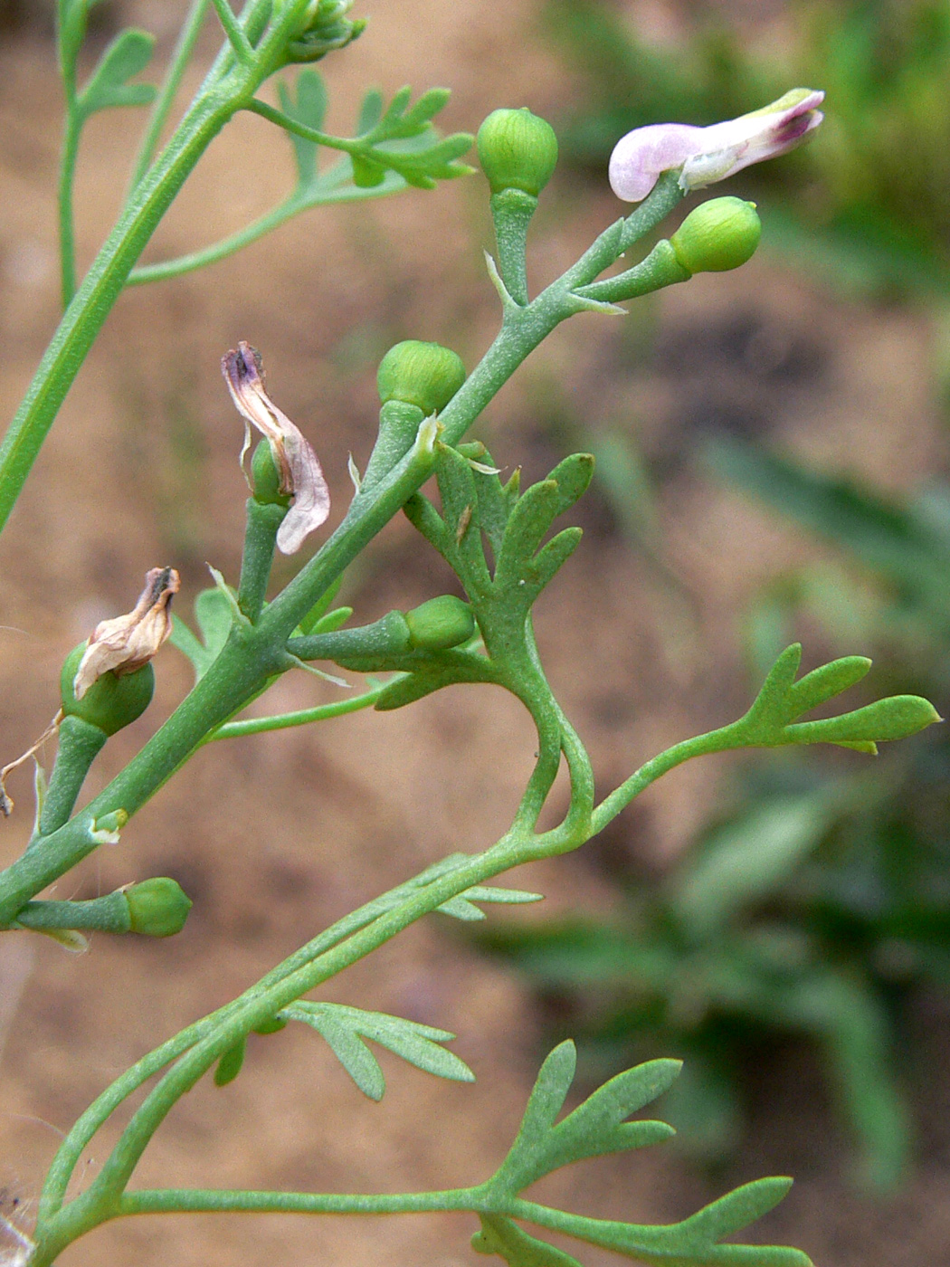 Изображение особи Fumaria officinalis.