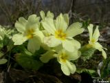 Primula vulgaris. Цветки. Крым, Севастополь, Байдарская долина, окр. с. Тыловое. 15.03.2010.