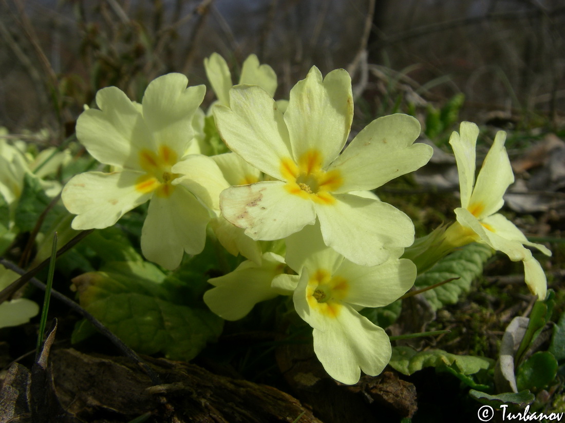 Изображение особи Primula vulgaris.