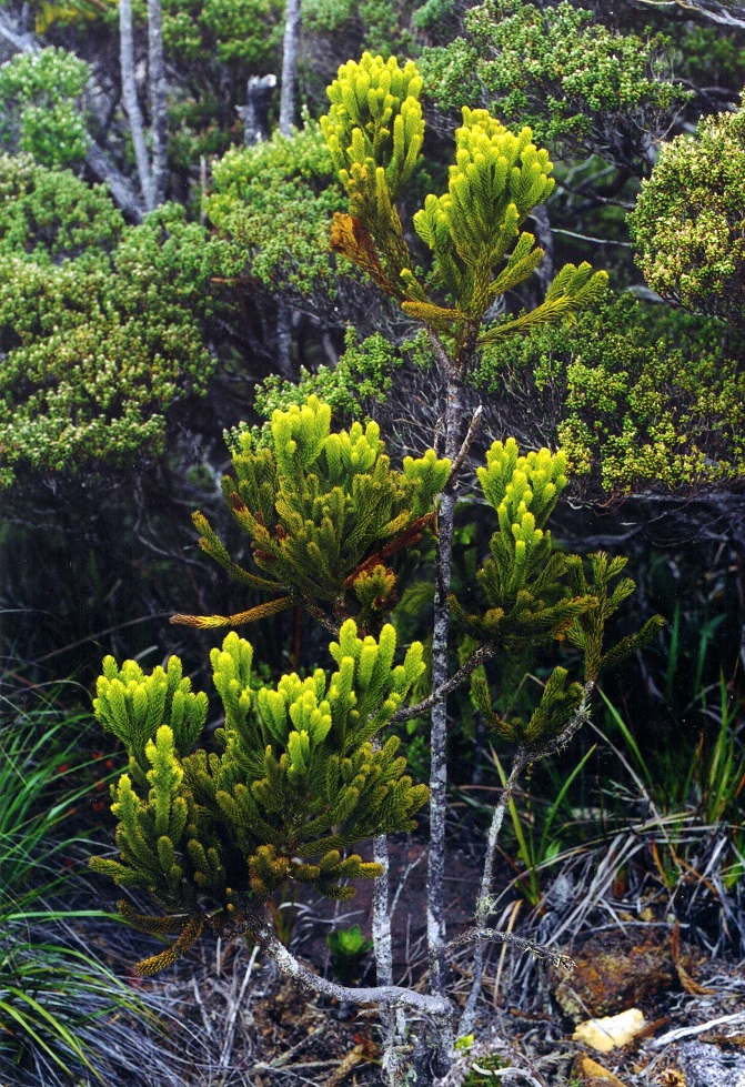 Изображение особи Dacrydium gibbsiae.