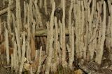 genus Rhizophora. Пневматофоры. Таиланд, о-в Пхукет, курорт Ката, канал. 17.01.2017.