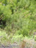 Elymus ciliaris